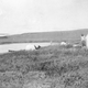 Image for article titled These Dogs are Honorary Geologists for Their Early Exploration of Alaska
